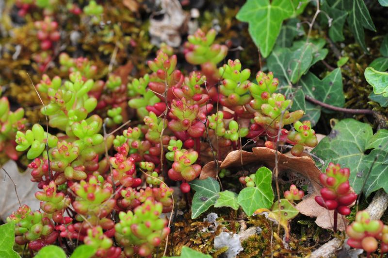 Sedum cearuleum?   S !